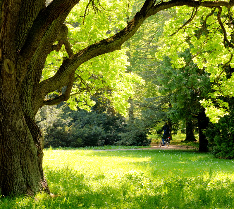 Tree in a Meadow Tree in a Meadow